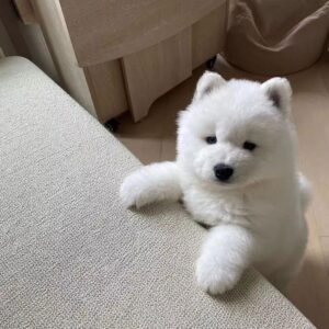 Samoyed